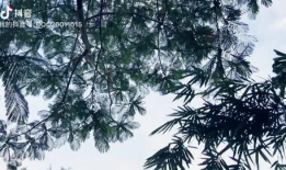 高清风景短视频,高清风景短视频精选集
