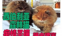 吓人的动物短视频,揭秘自然界中最吓人的动物短视频